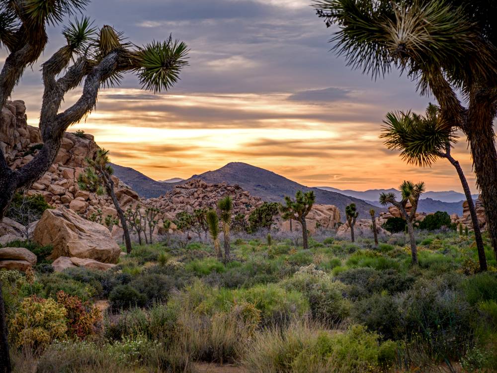 San Bernardino desert scape image