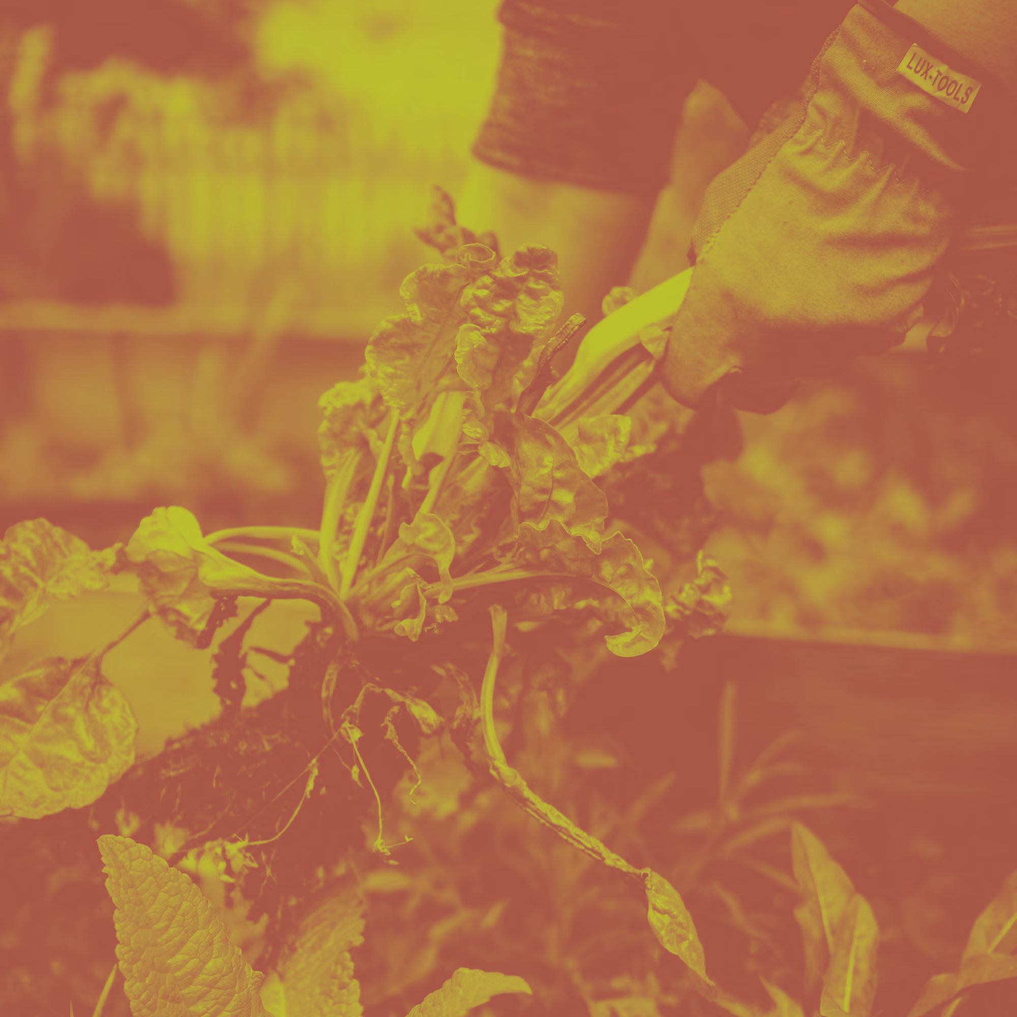 Relationships: A Harvest Mentality