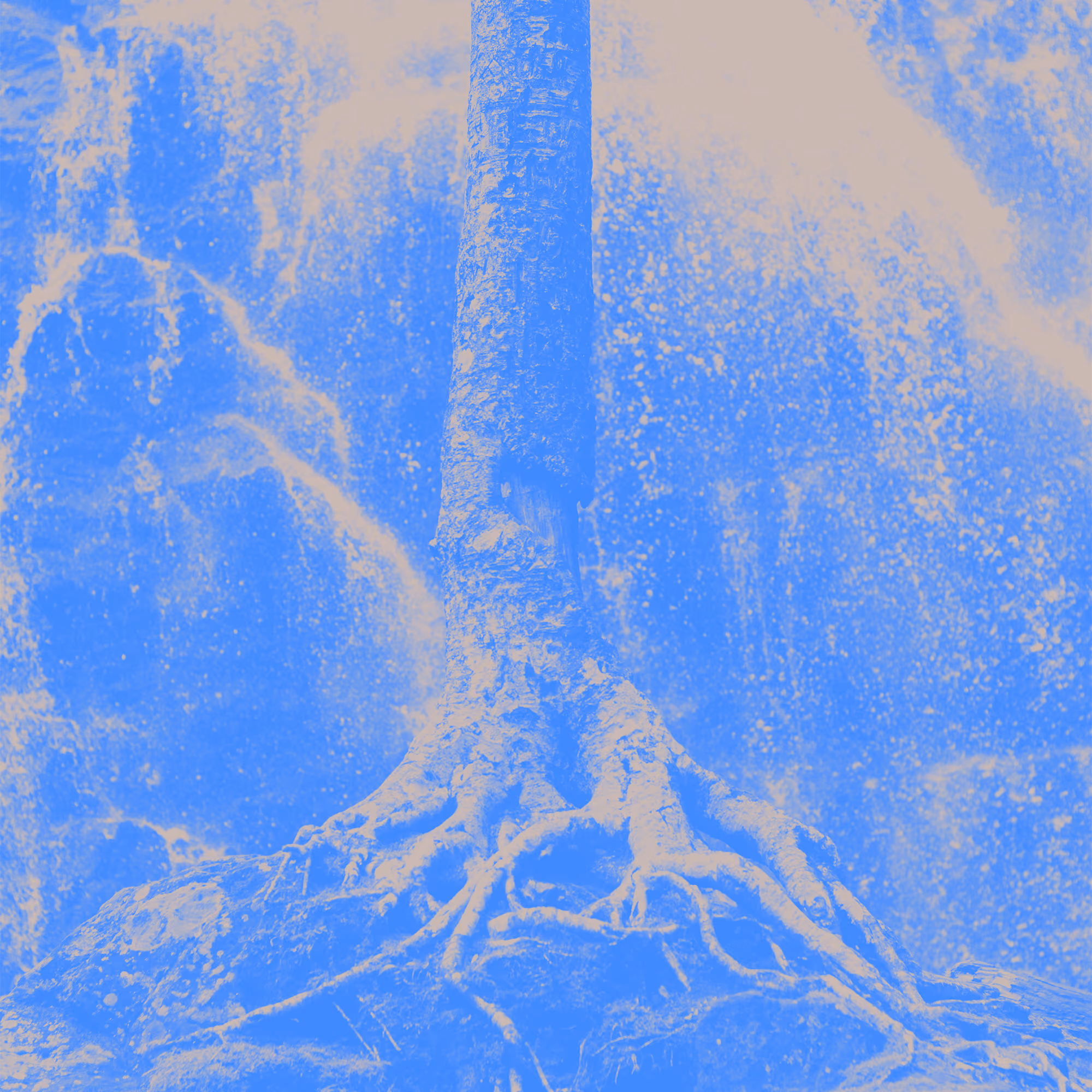 The Roots of Words