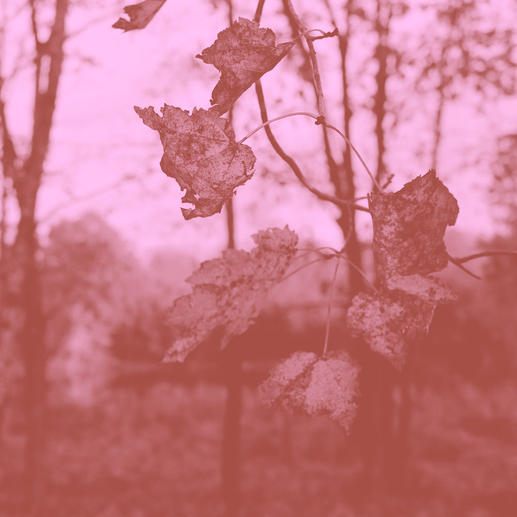 A Thankfulness Questionnaire