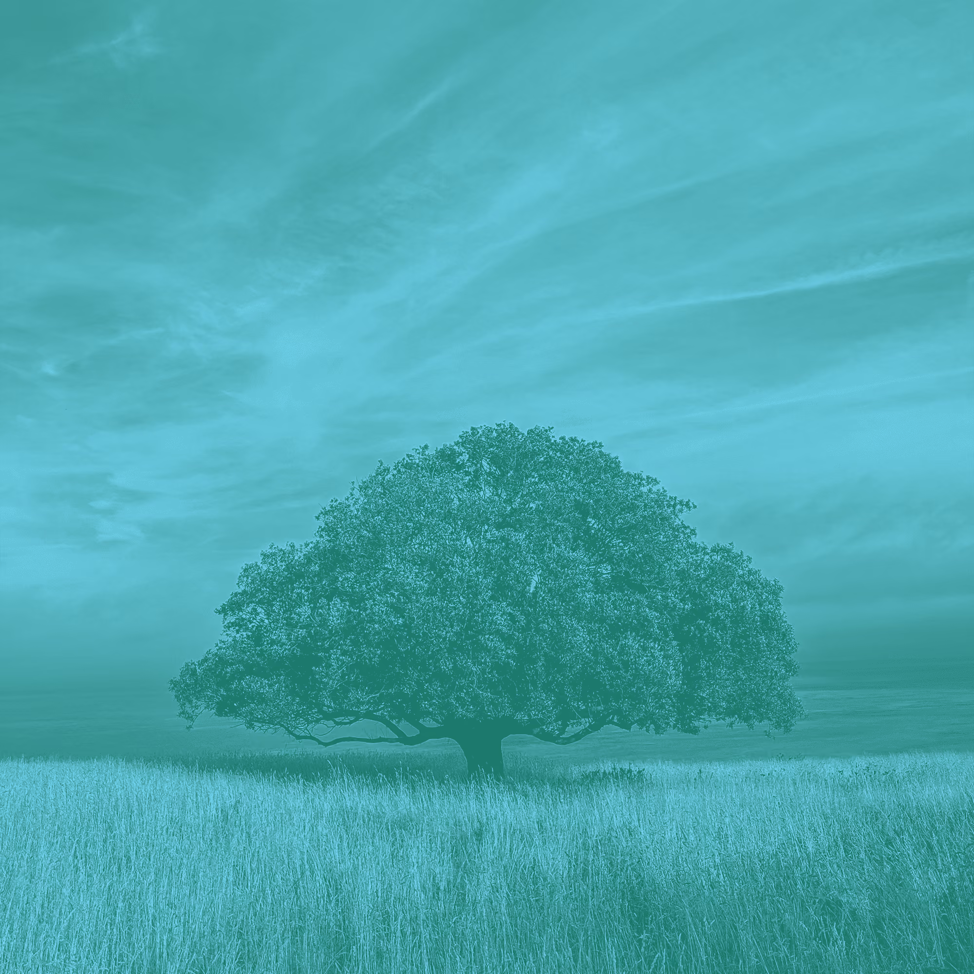 Speaking Oak Trees Into Existence
