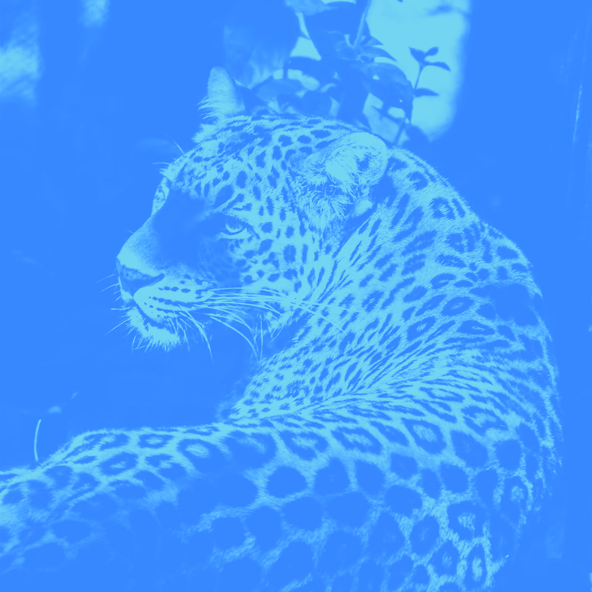 Spotless as a Leopard