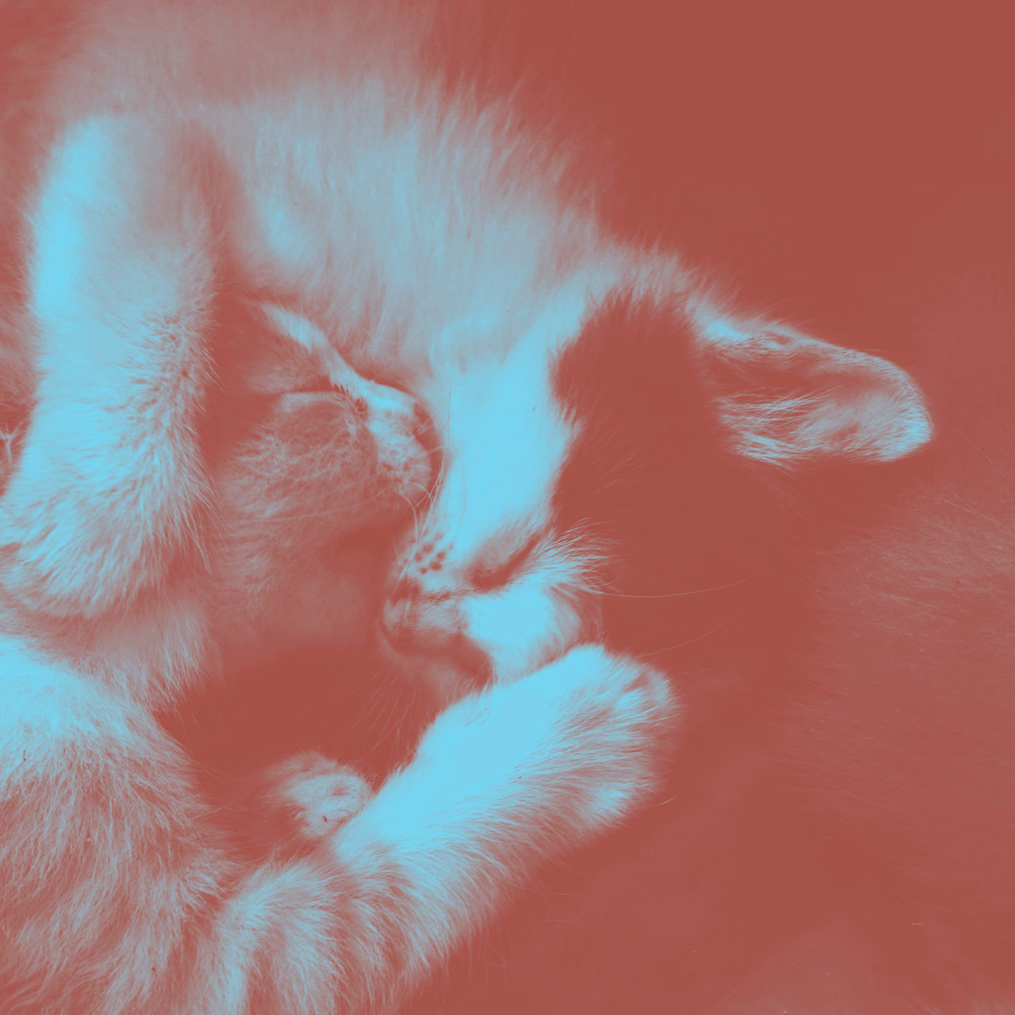 A Song About Kittens