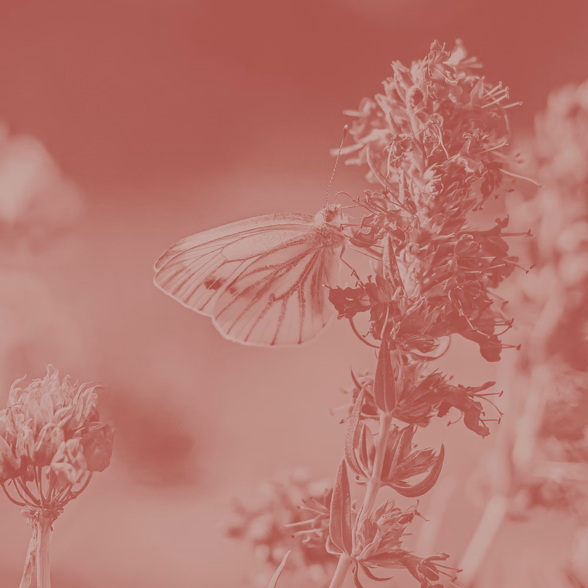 One More Thing About Hyssop