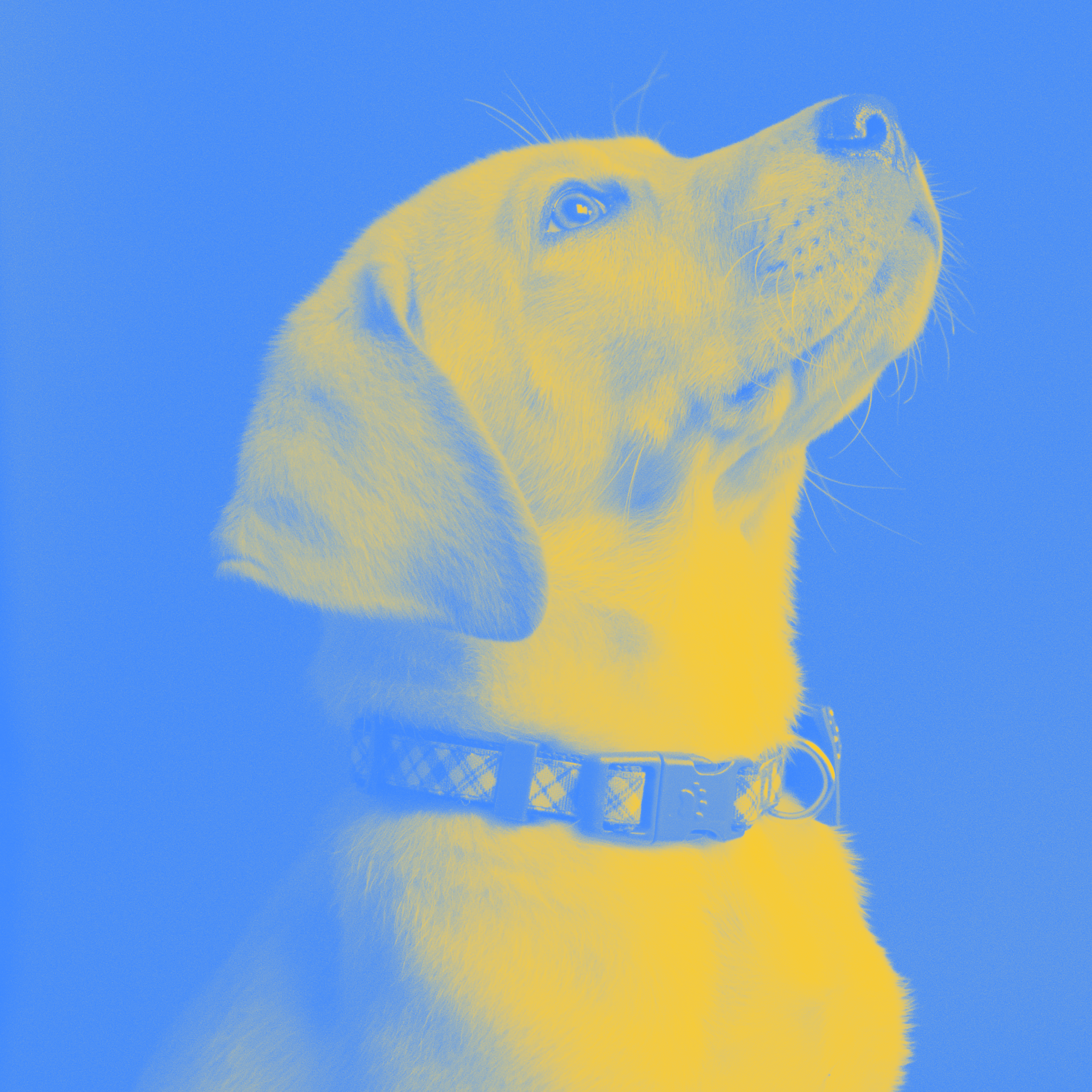 Terrified by Obedience