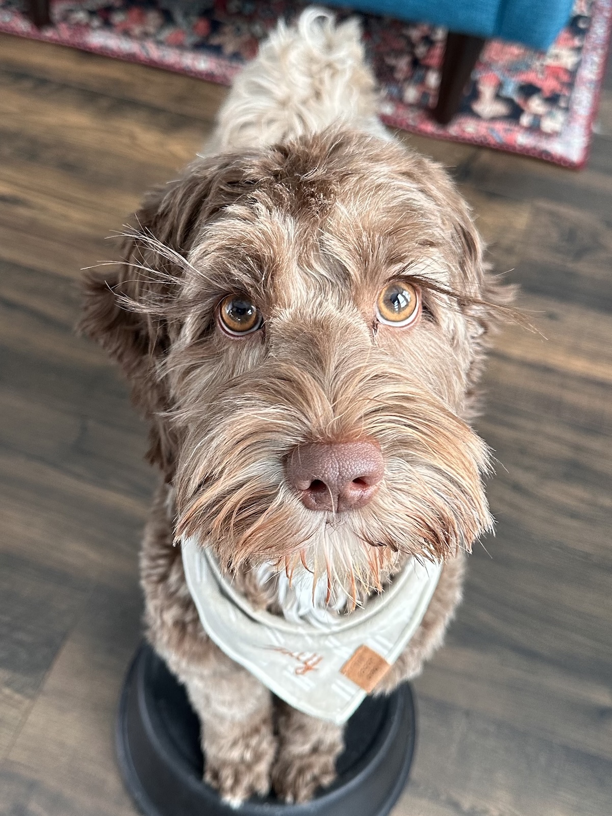 Trudy The Dog: Our Other Inspiration