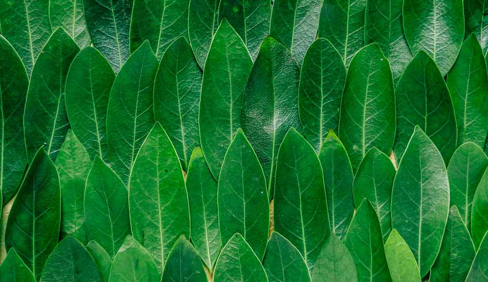 Plant-based fabrics is a step in the right direction