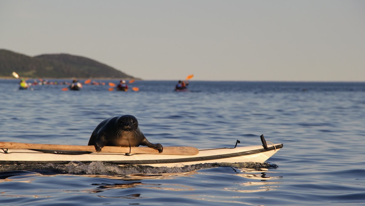 Kayak de mer