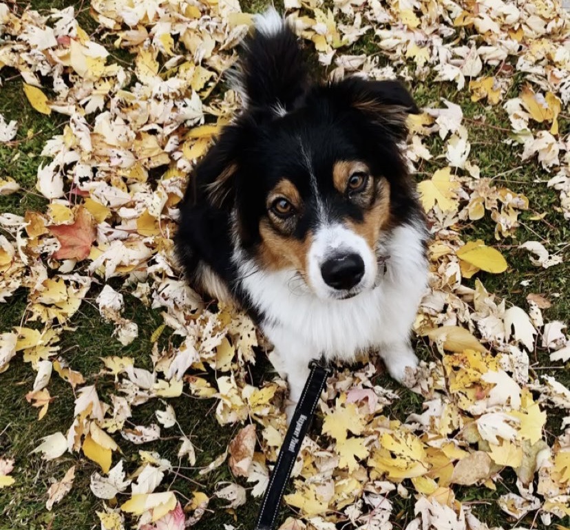 Les meilleurs endroits pour profiter de Gaspé avec votre chien