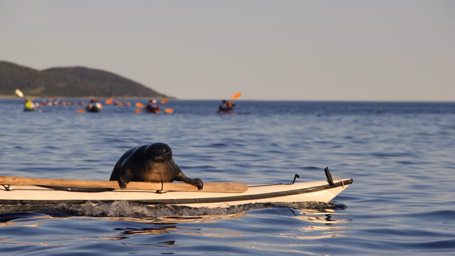 Kayak de mer