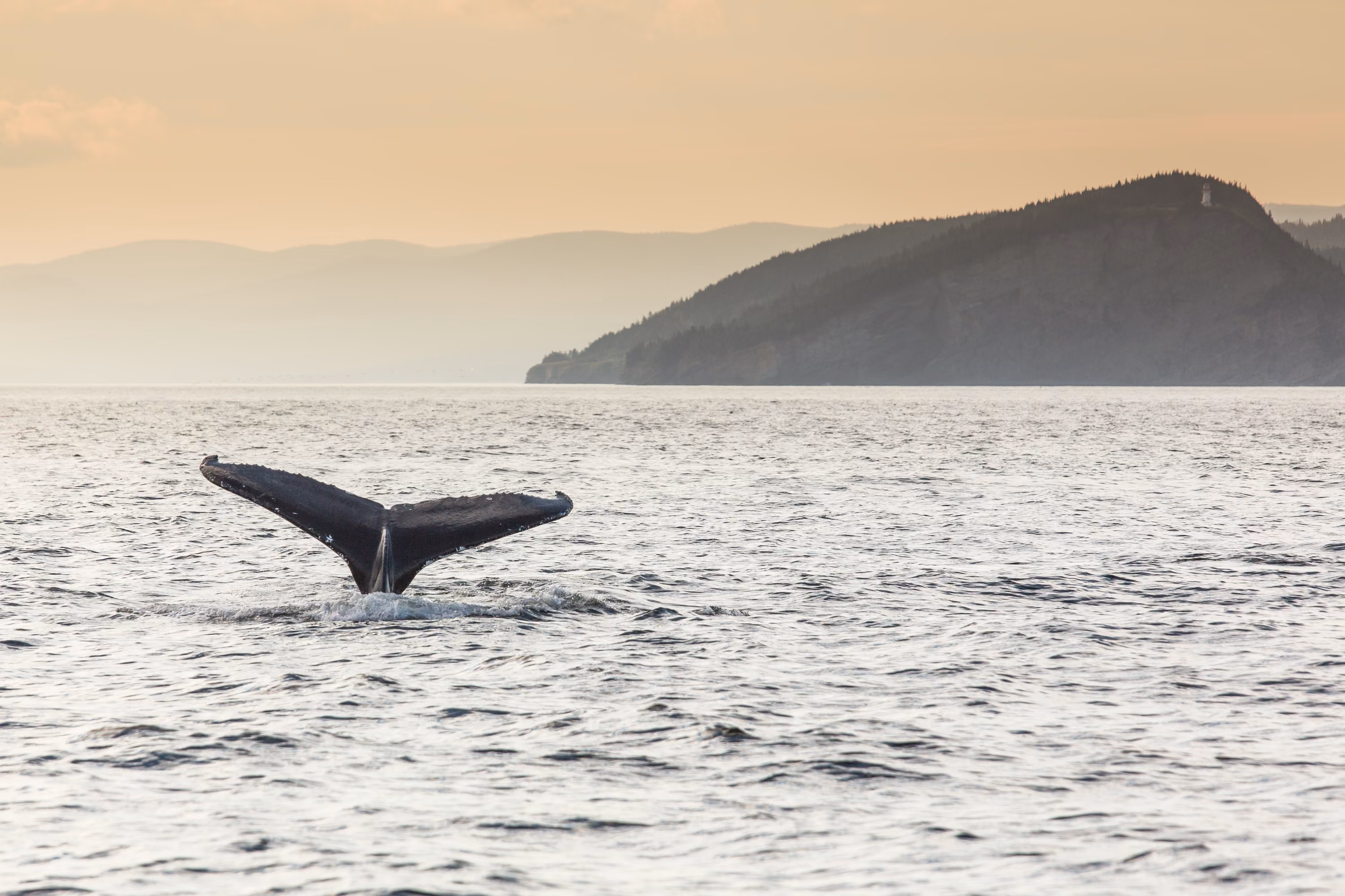 Baleine à bosse observée lors d'une croisière aux baleines dans la baie de Gaspé, près du parc national Forillon.