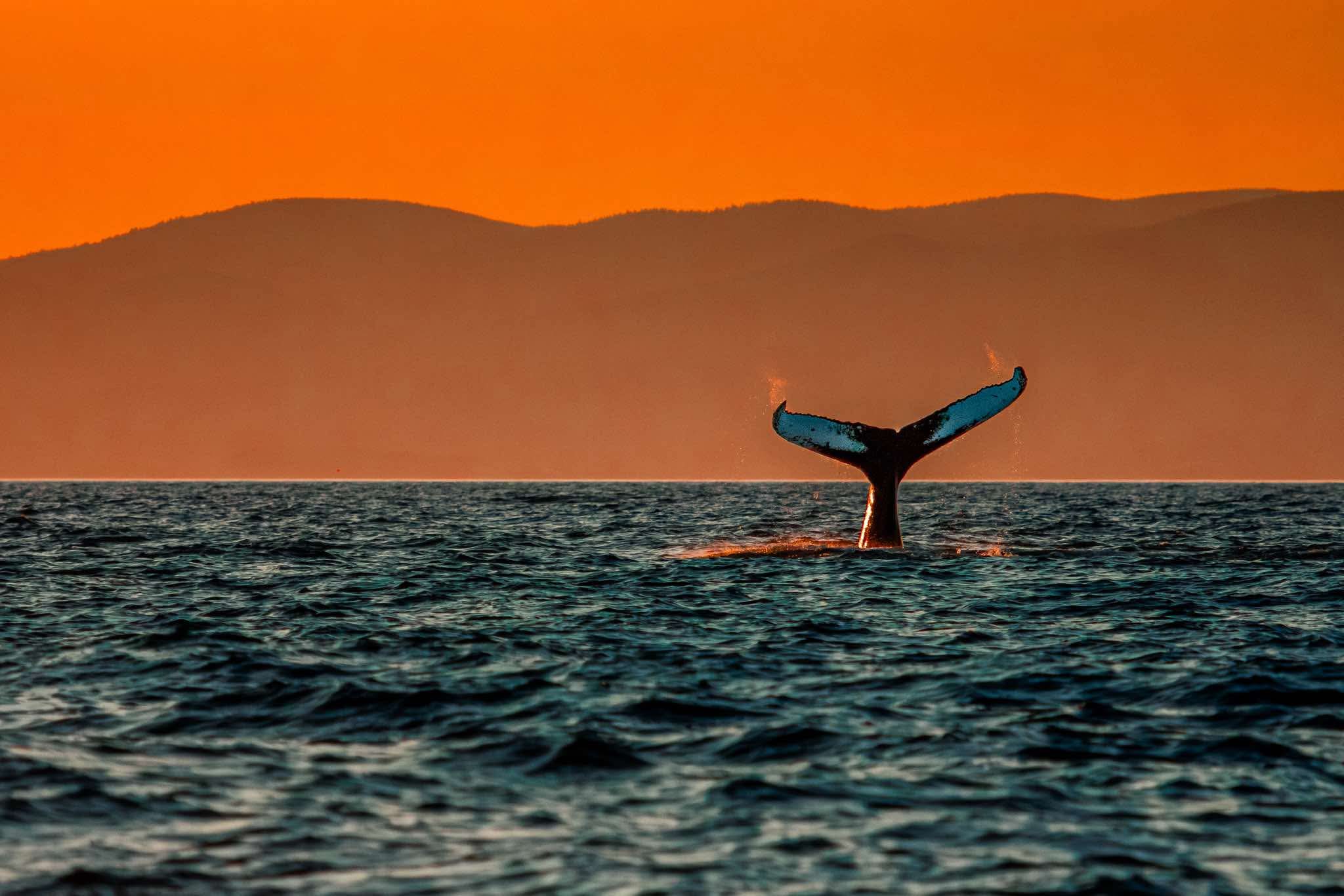 Croisière aux baleines à Gaspé : découvrez la baie en petit groupe jusqu’à la fin octobre