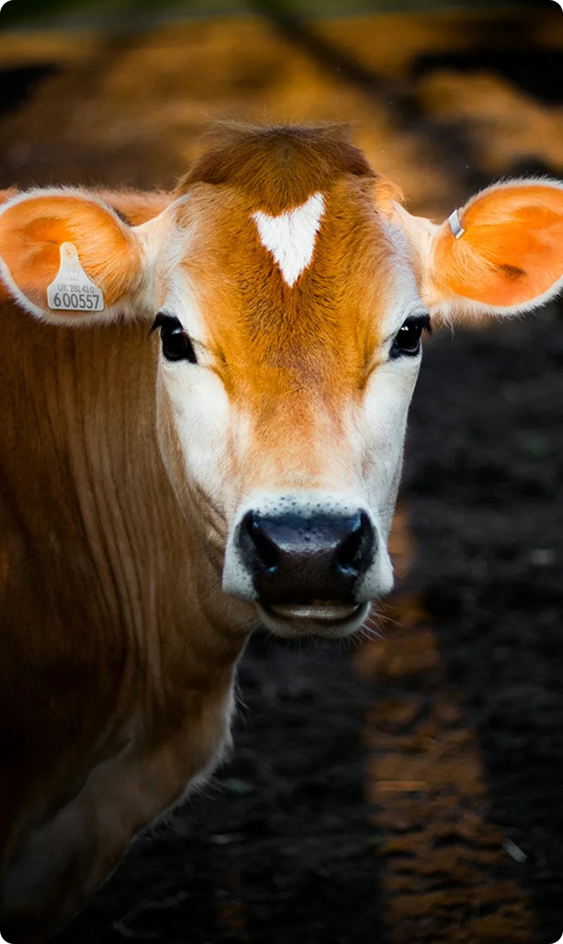 Cow Image
