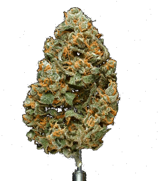 🌿 Super Lemon Haze
