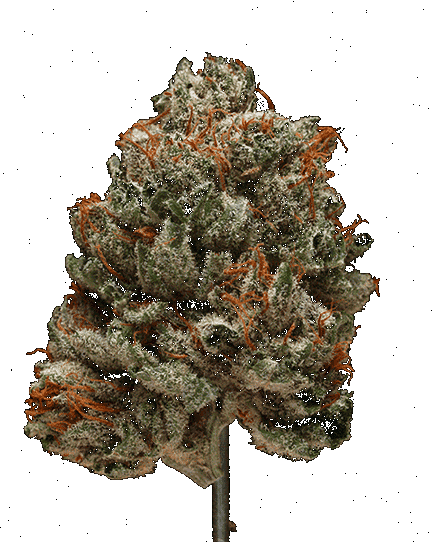 🦍 Gorilla Glue GG4