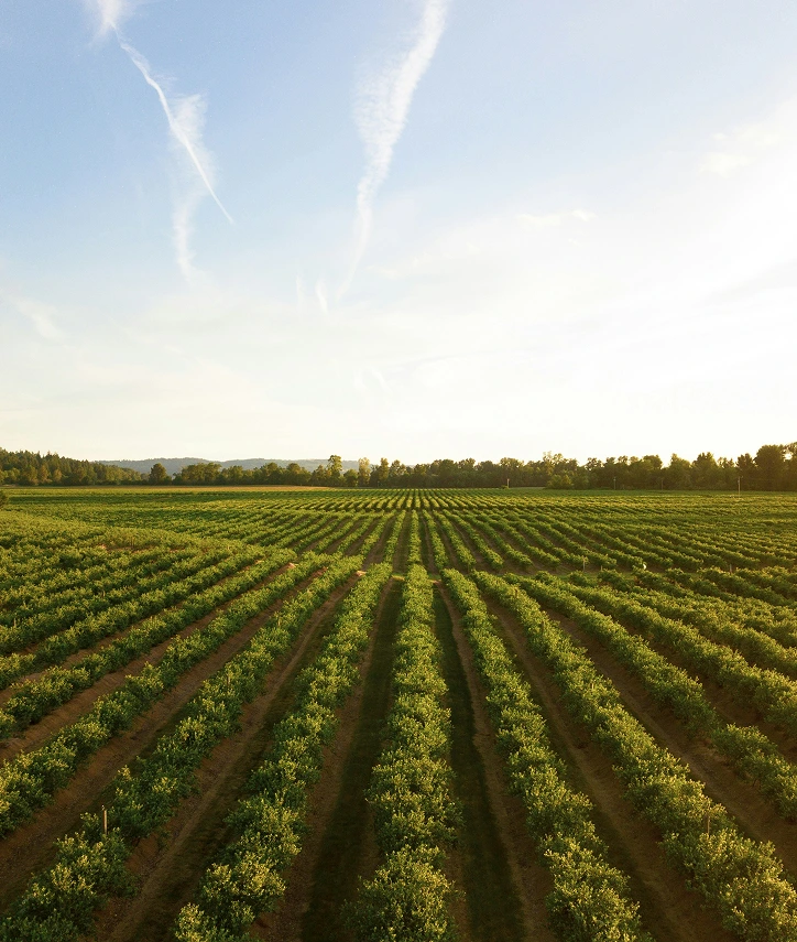 A green field metts the blue sky