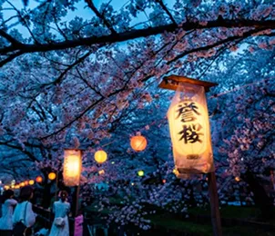 Cherry blossoms illuminated with lanterns at night.