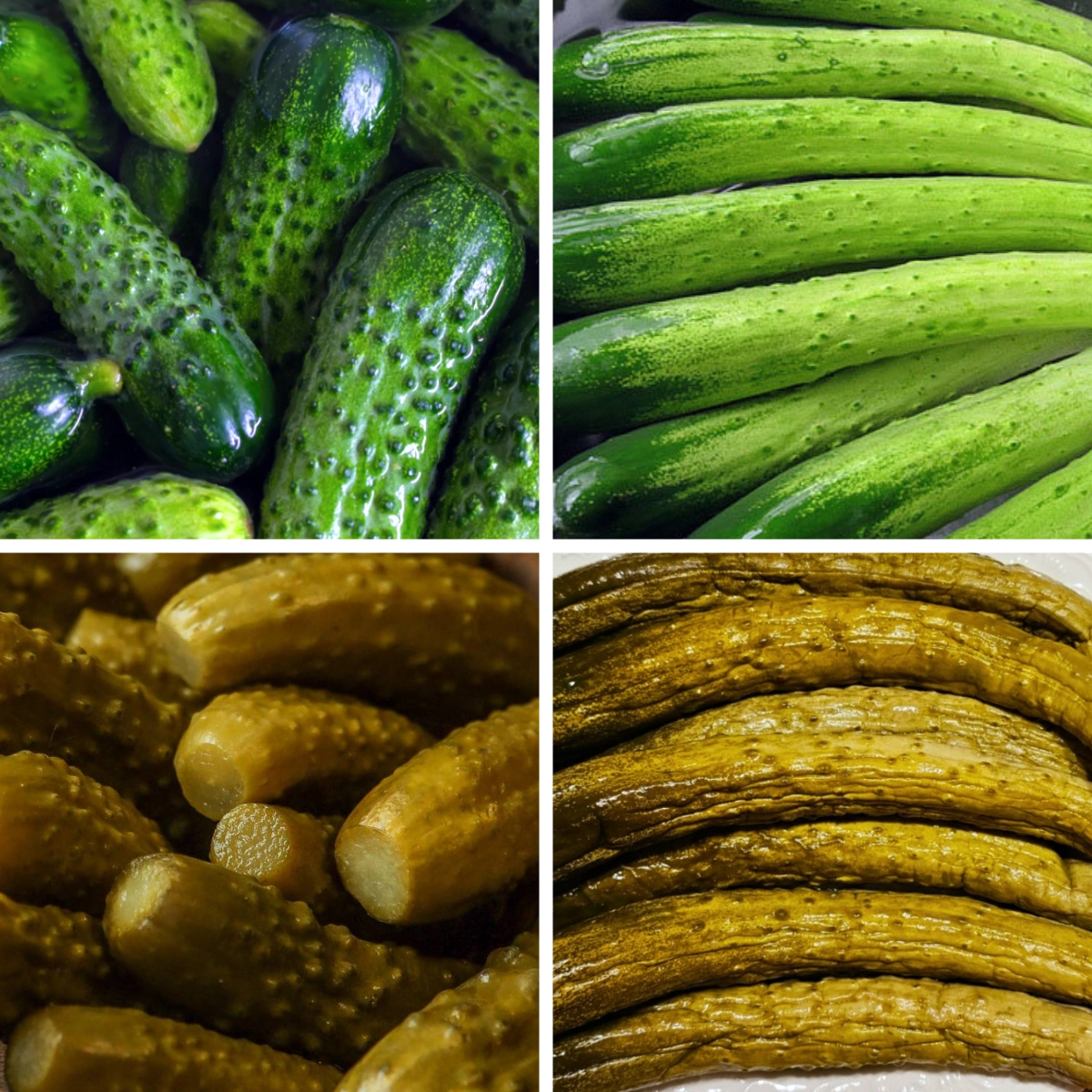 Four-image comparison of cucumbers: fresh Hungarian cucumbers and fresh Korean cucumbers on top, with their fermented versions shown below.