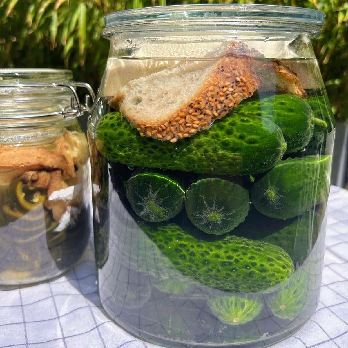 cucumbers fermenting in the sun under a slice of bread.