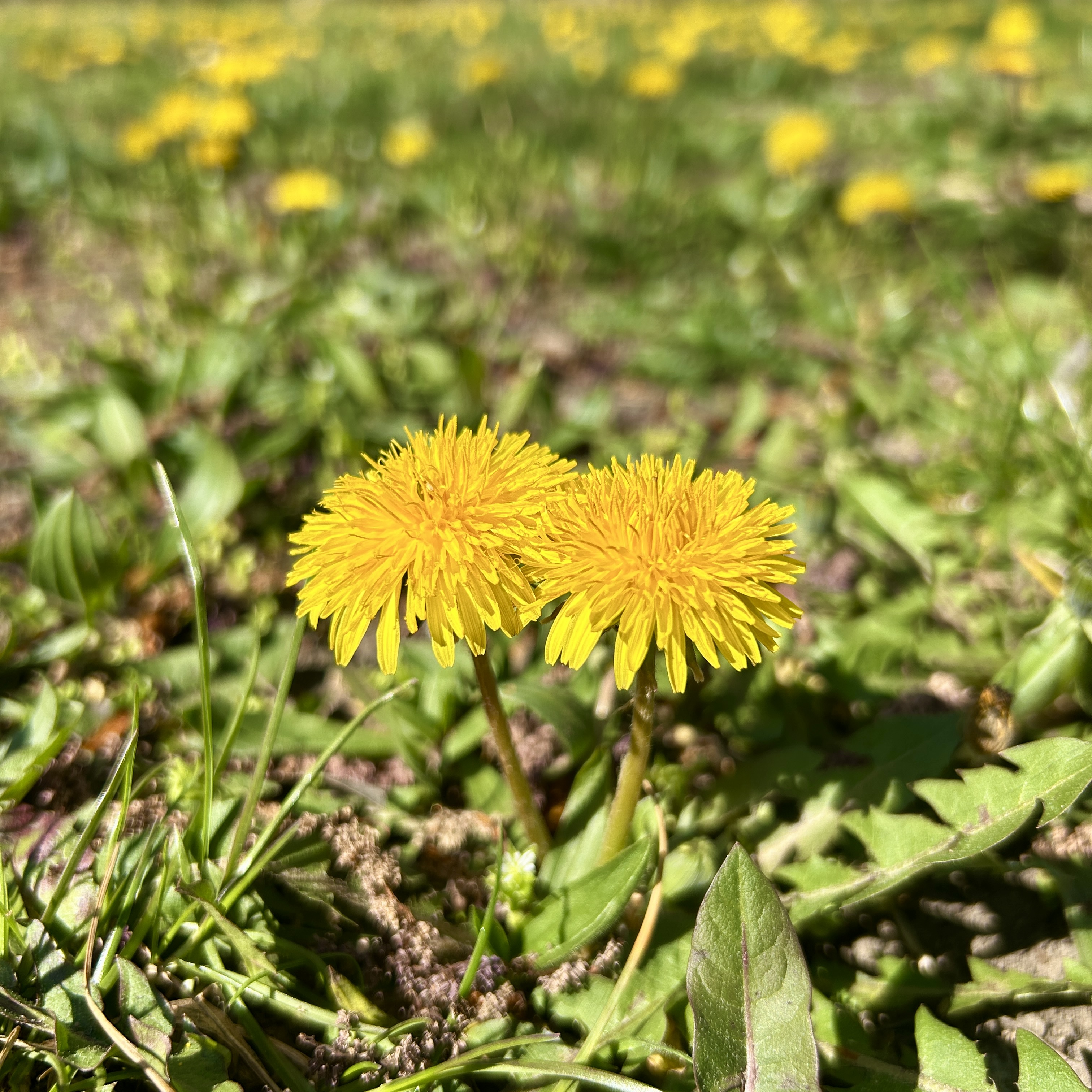 Two yellow dandelion flowers in bloom close to the ground, with more dandelions scattered across a grass field behind them.