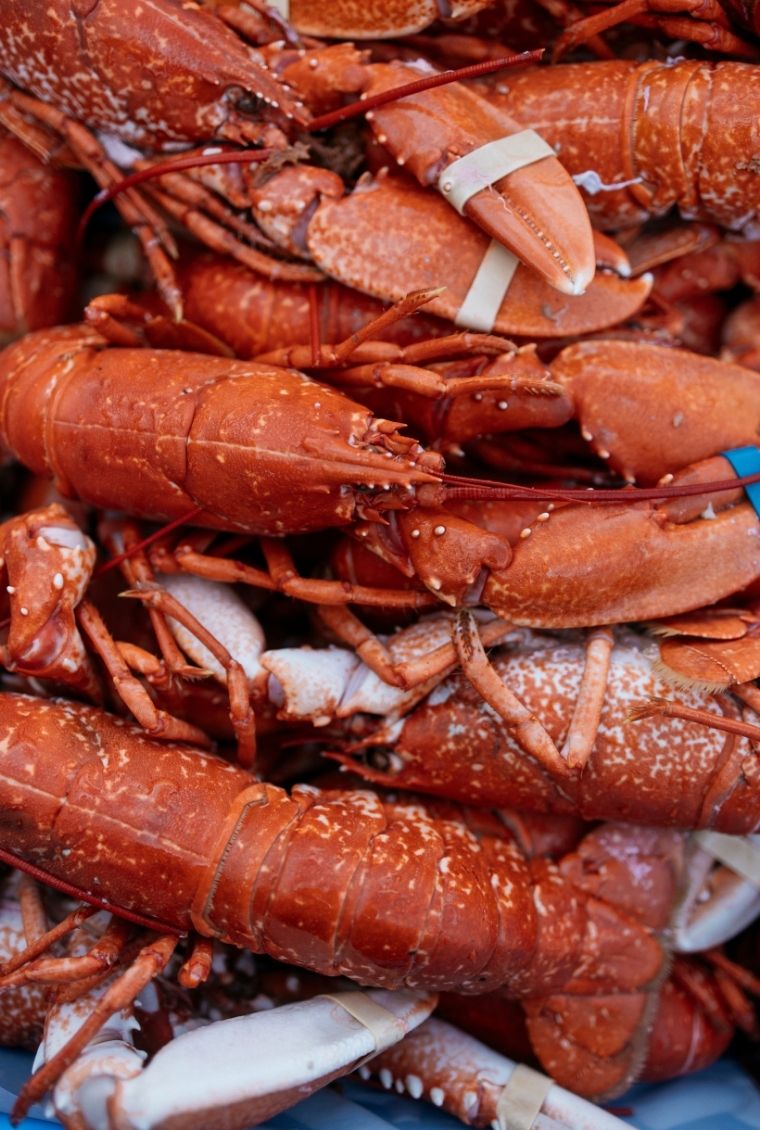 Homards frais servis au restaurant Le 1906 du Grand Hôtel de Courtoisville à Saint-Malo, hôtel 4 étoiles gastronomique en bord de mer.