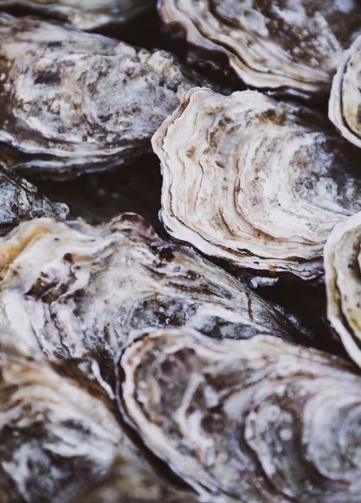 Fresh oysters at the Le 1906 restaurant at the Grand Hotel de Courtoisville in Saint-Malo, a 4-star hotel by the sea.