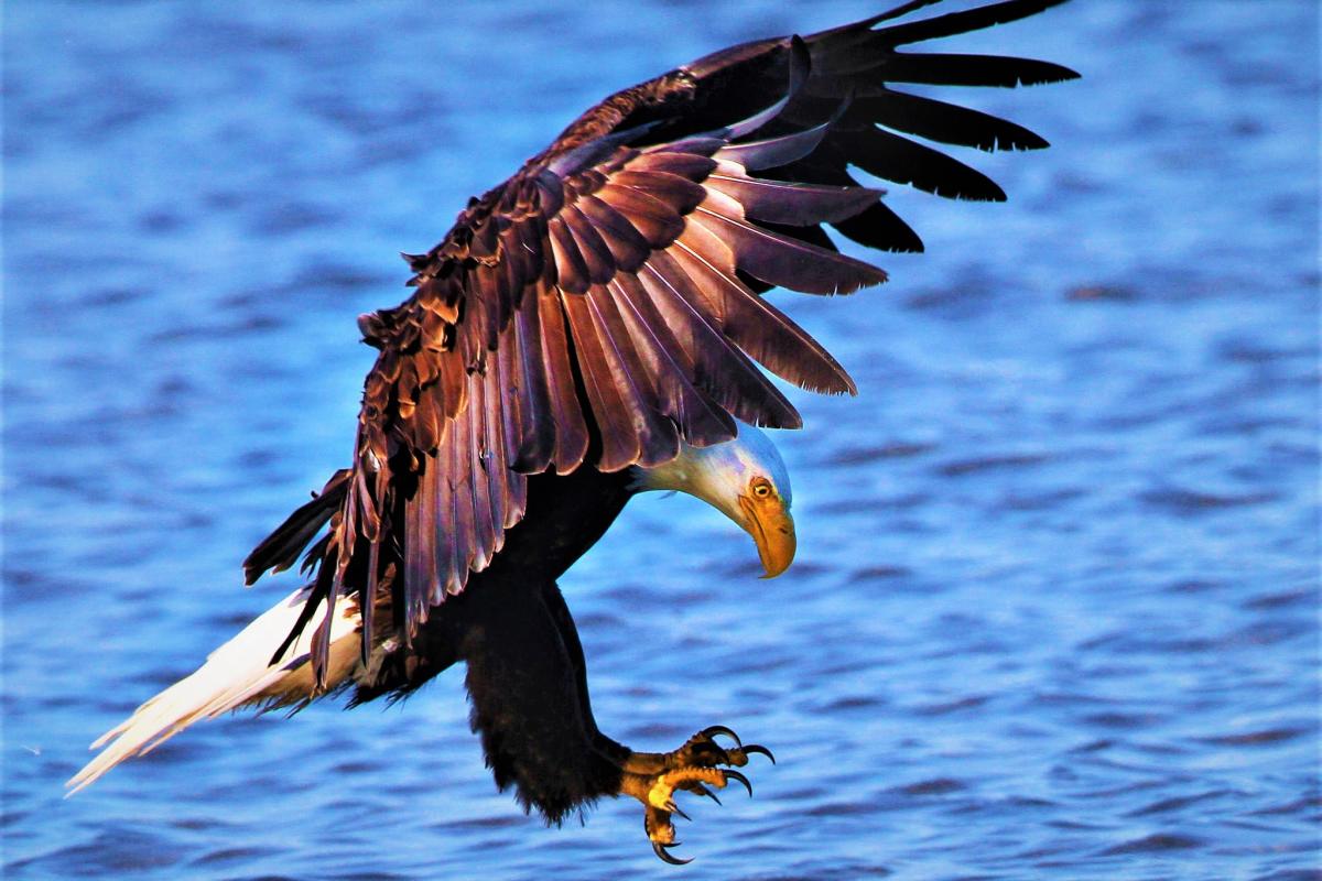Wildlife of Kaw Lake: Eagles, Fish, and the Call of the Outdoors