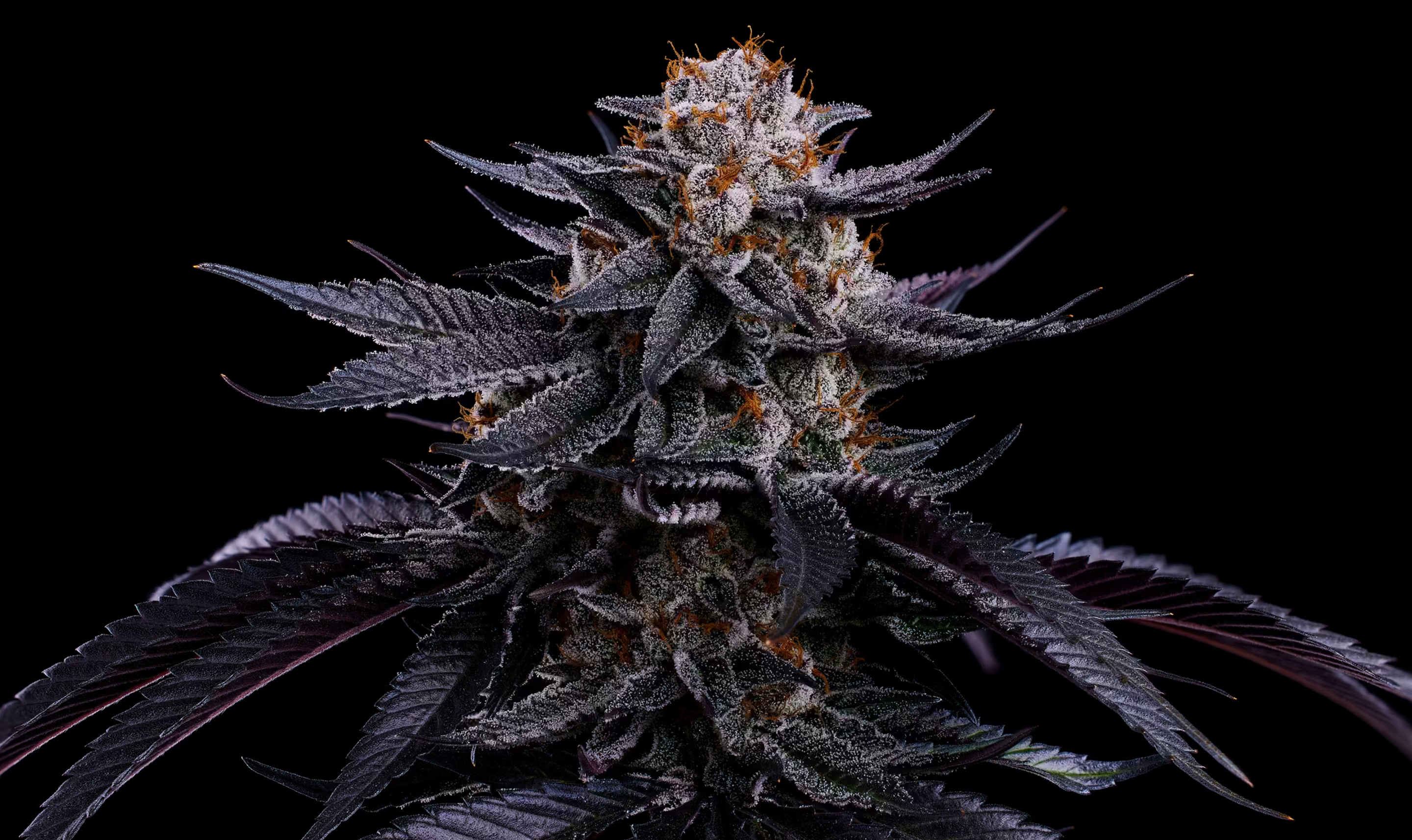 A mature cannabis plant photographed against a black background, displaying dense, frosty buds covered in white trichomes at the top of the plant. The plant has characteristic serrated leaves with deep purple and dark green coloration spreading outward in multiple directions. The buds appear to be in late flowering stage with visible orange pistils among the crystalline trichome coverage.