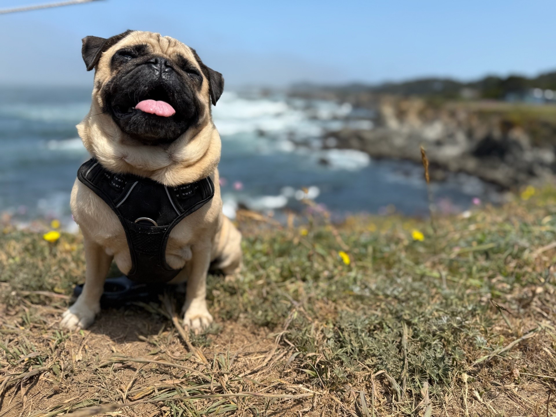a pug sits on a cliff side smiling with his tongue hanging out with a harness on. background shows water with waves in the background.