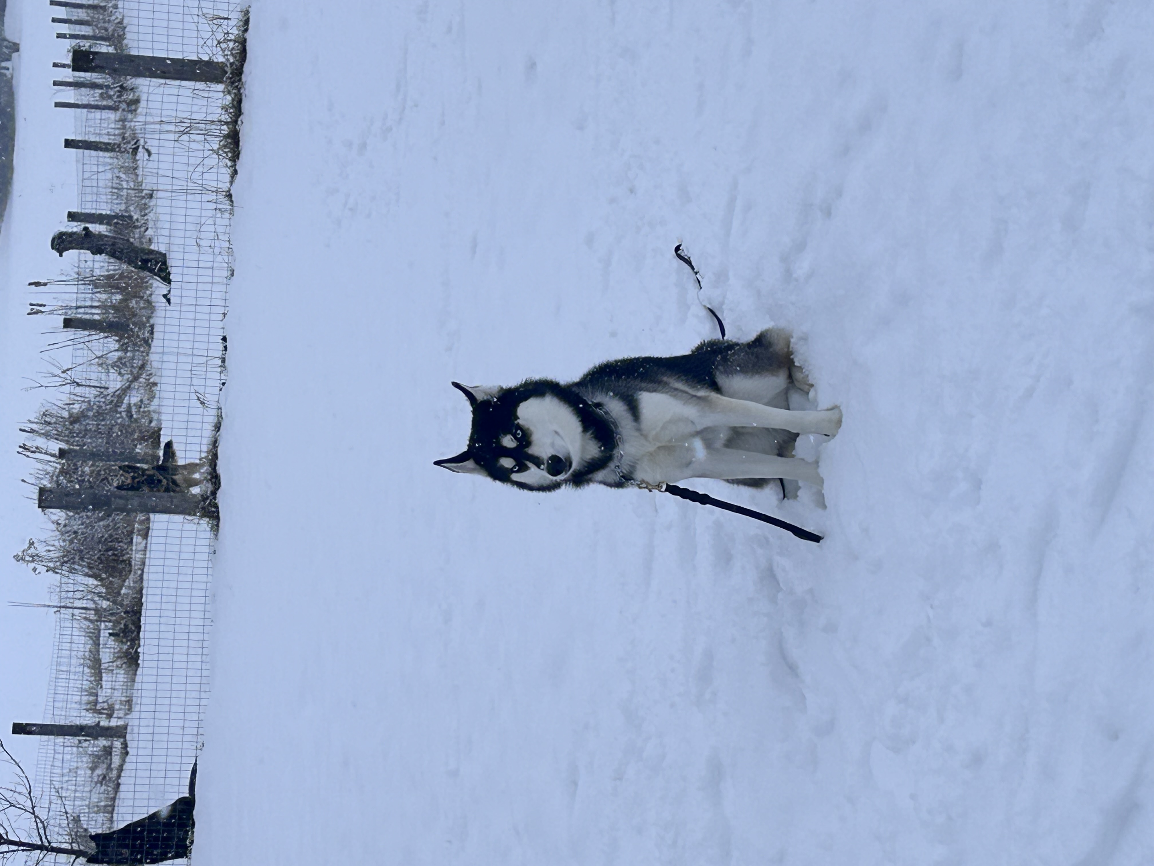 Dog4