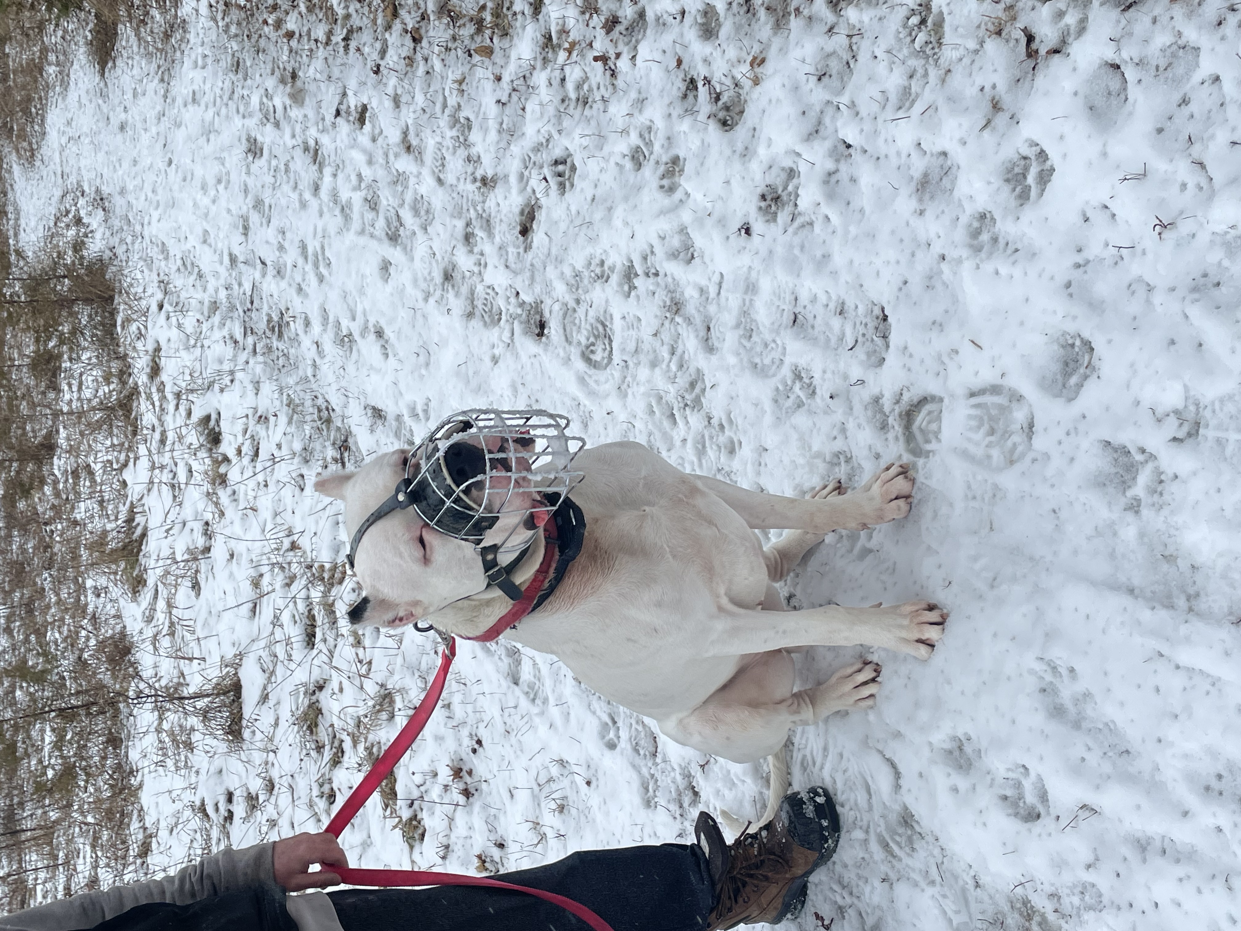 Dog6