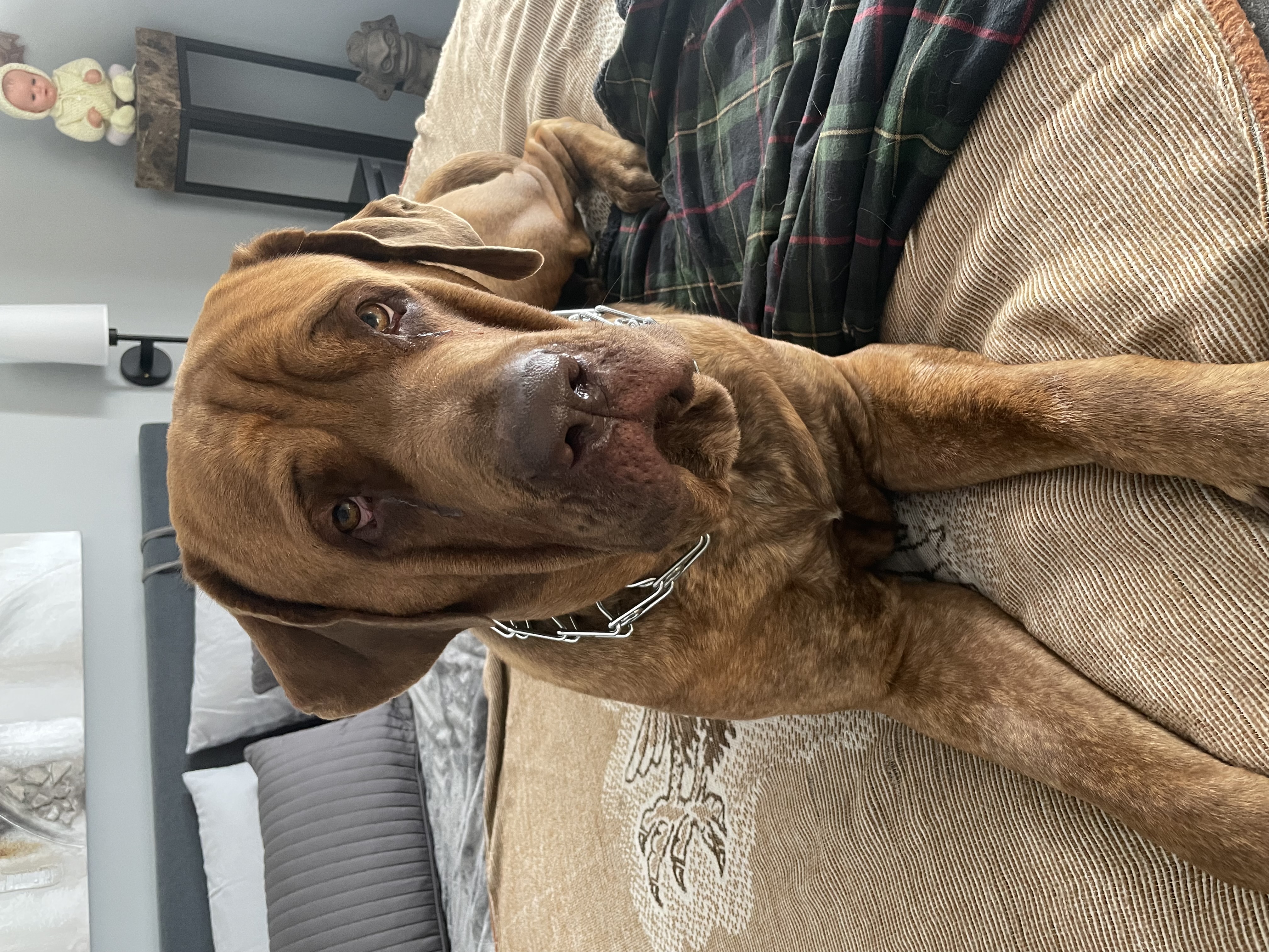 Dog8
