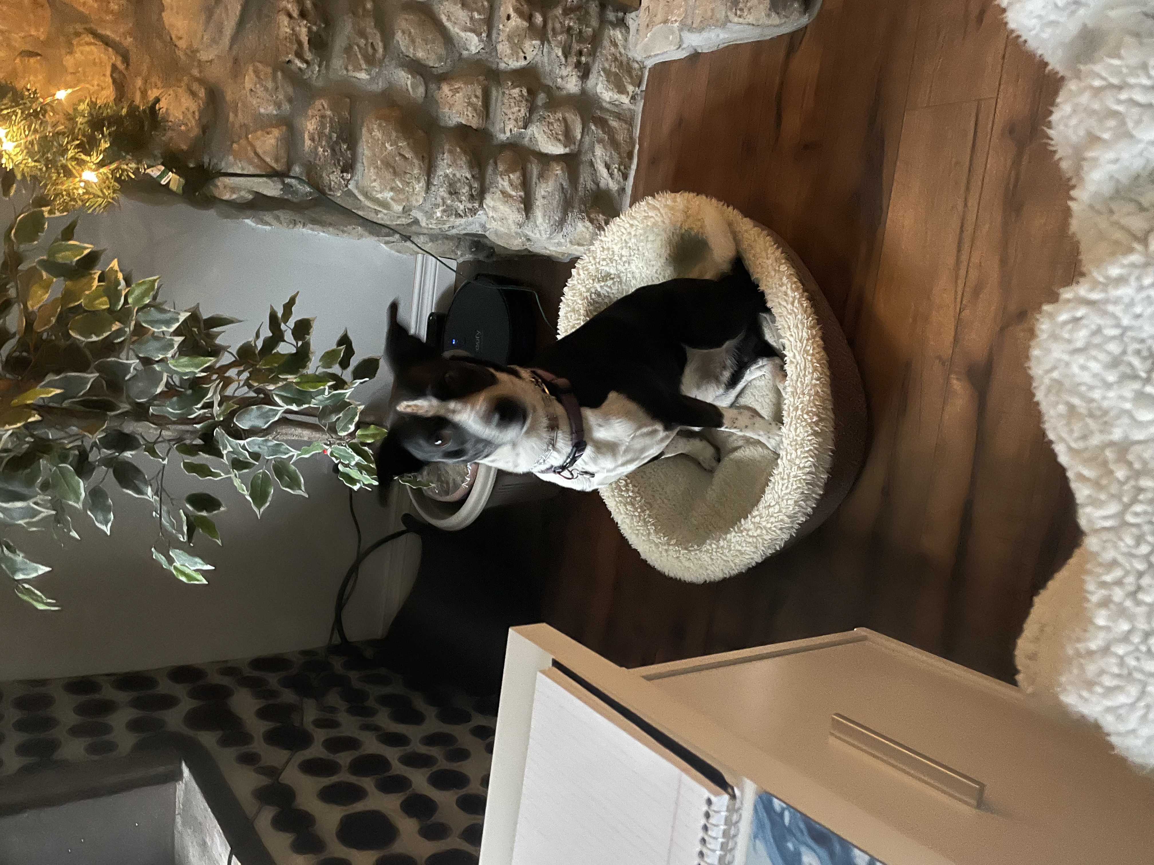 Dog9