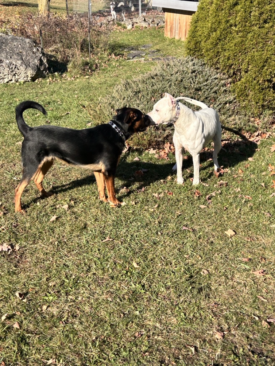 Dog11