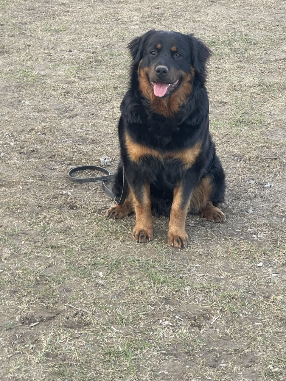 Dog15