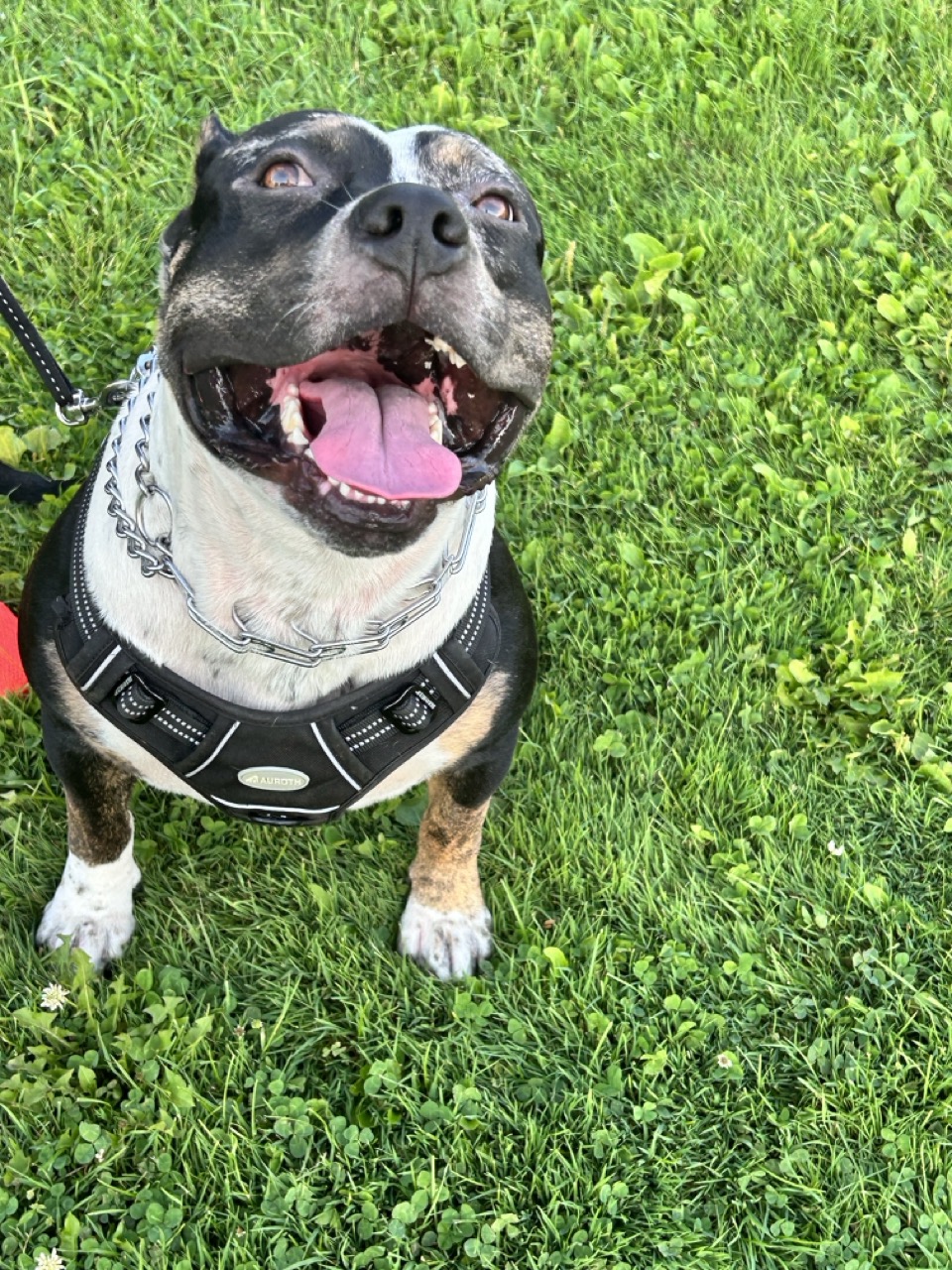 Dog15