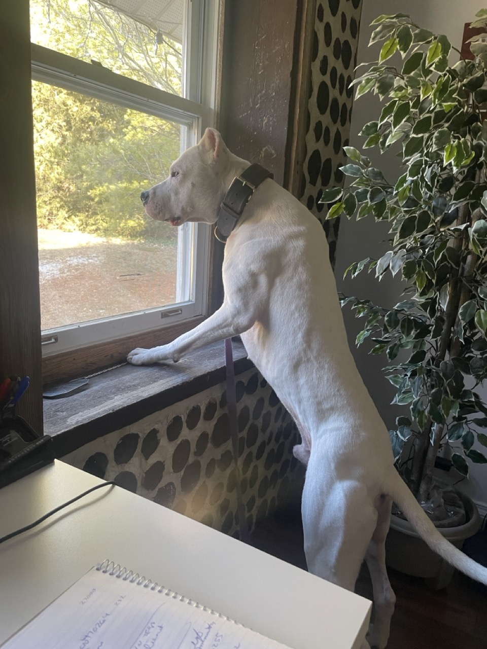 Dog17
