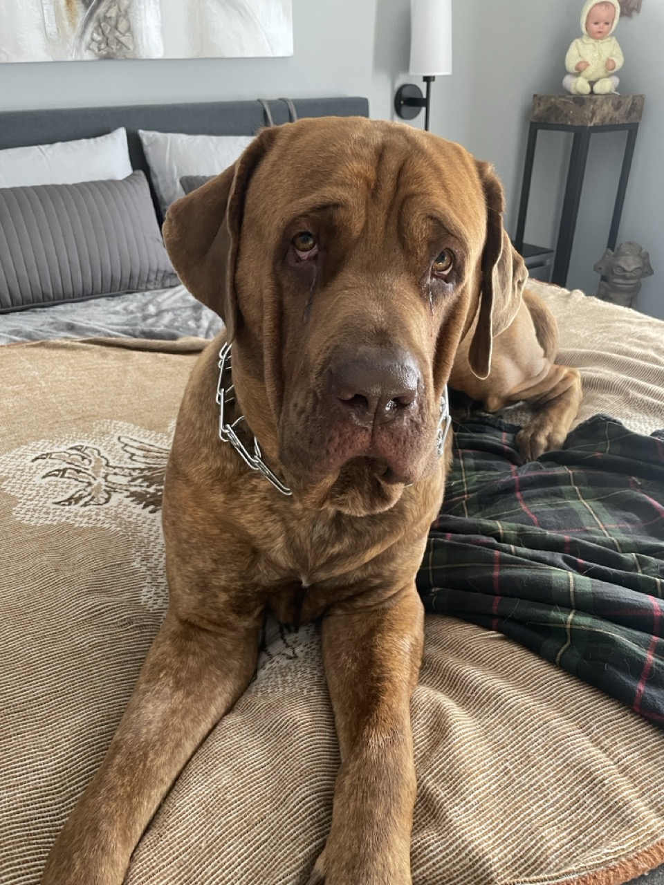 Dog18