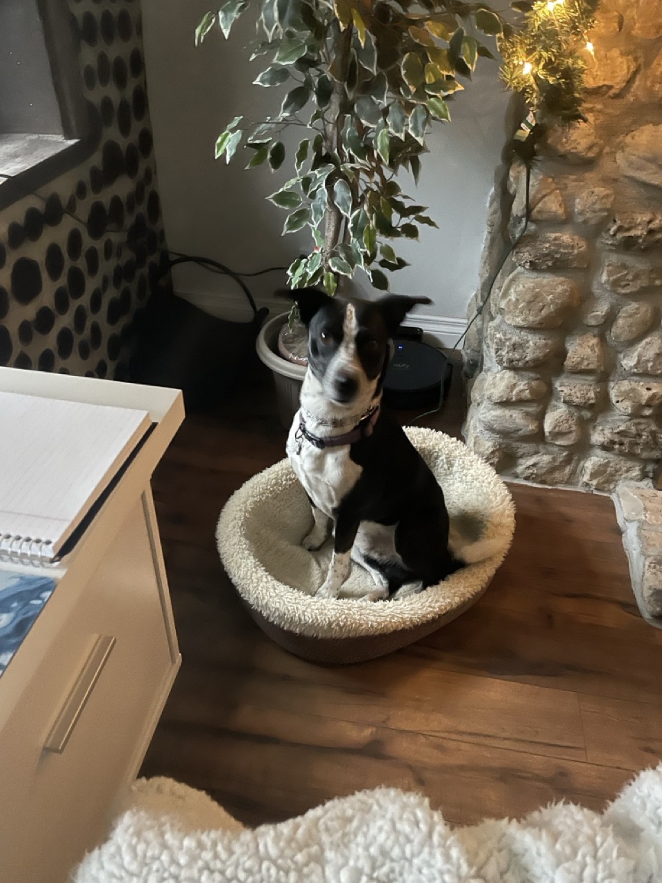 Dog19