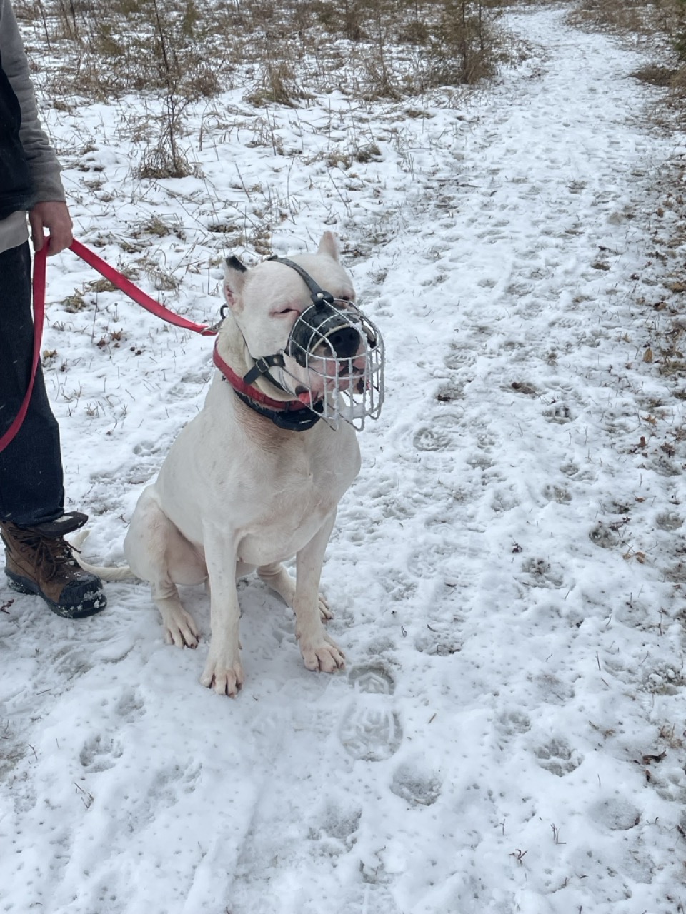 Dog20