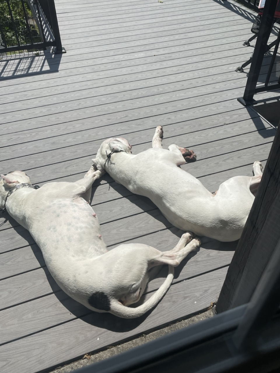Dog21
