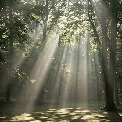 Sunlight beams filtering through trees in a foggy forest.