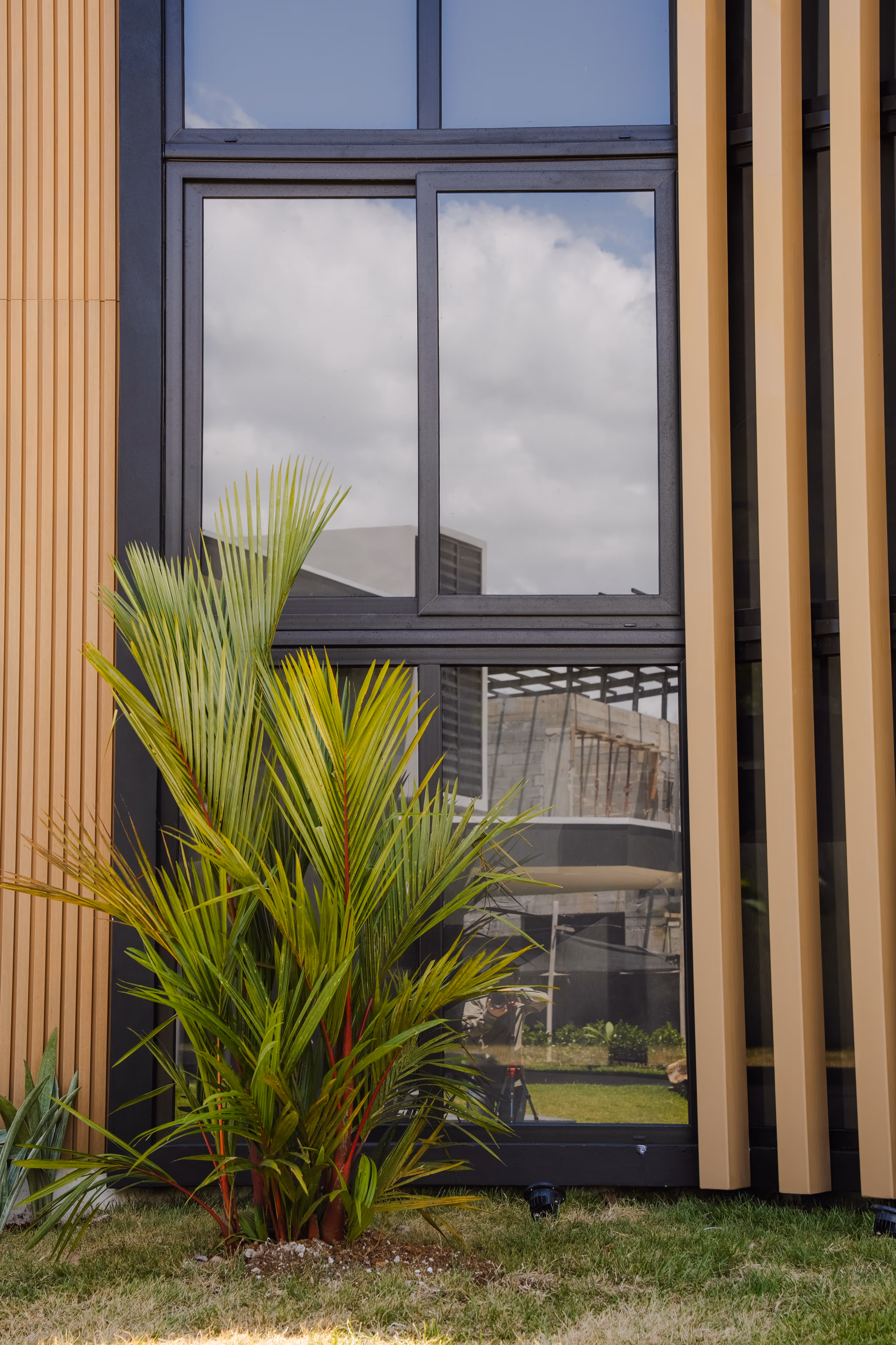 Planta verde en el césped frente a una ventana grande con marco negro de PVC y paredes con paneles verticales beige.