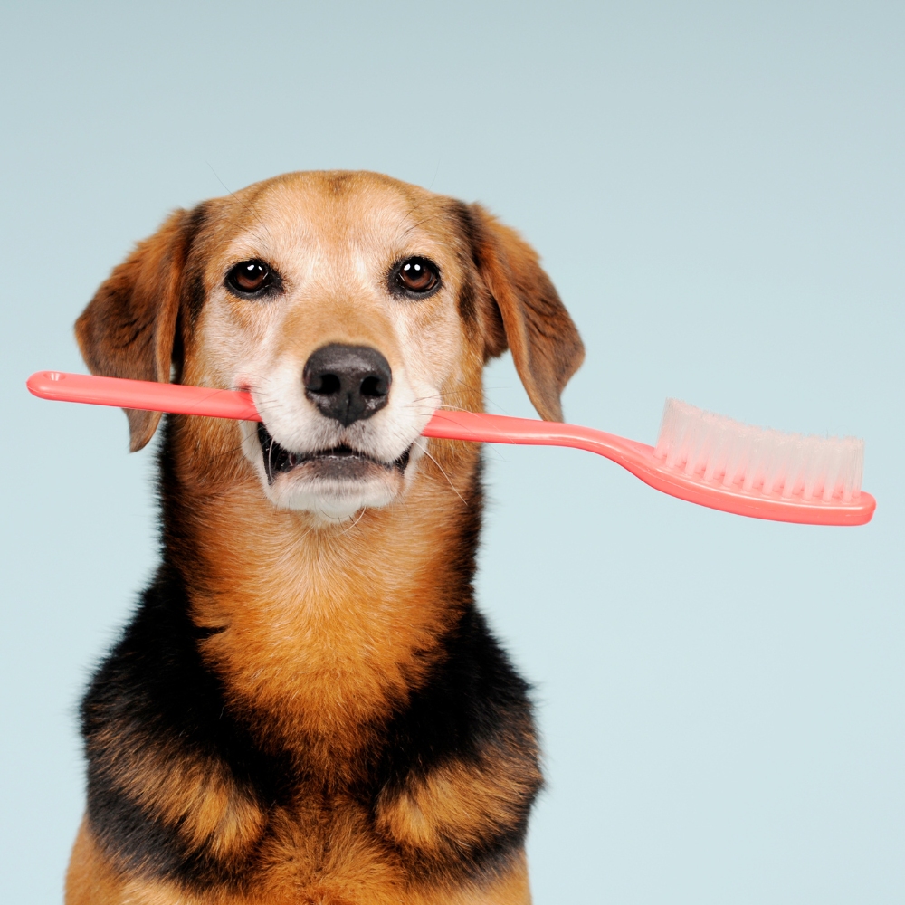 Zahnbehandlungen & Dentalröntgen