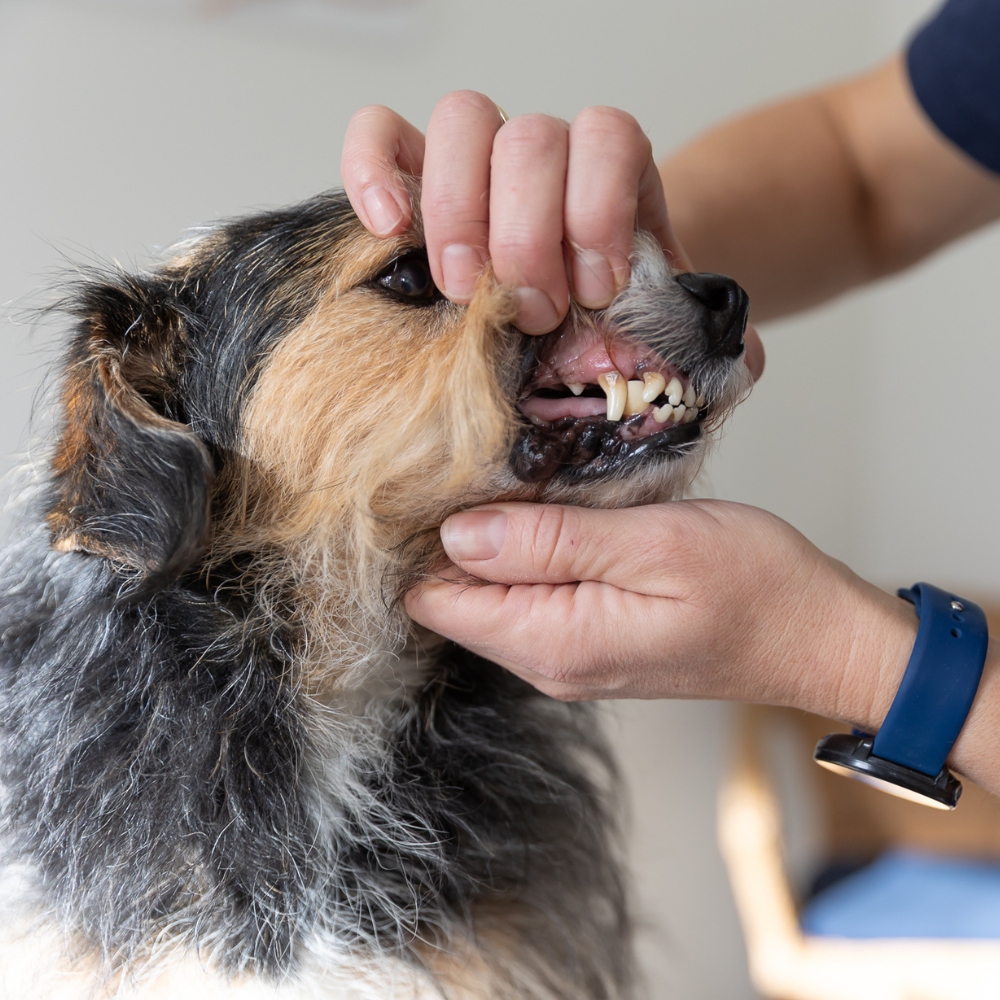Zahnbehandlungen & Dentalröntgen