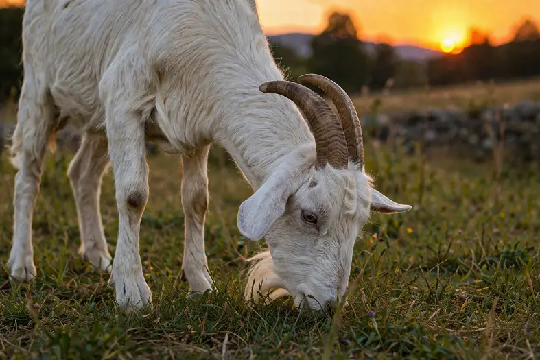 Unblemished male goat