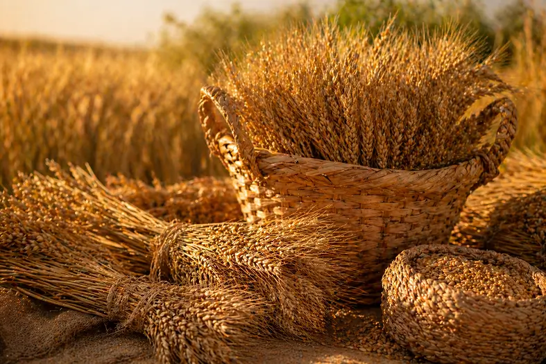 New Grain