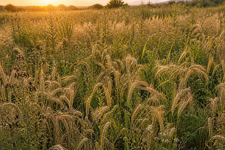 Wild Crops