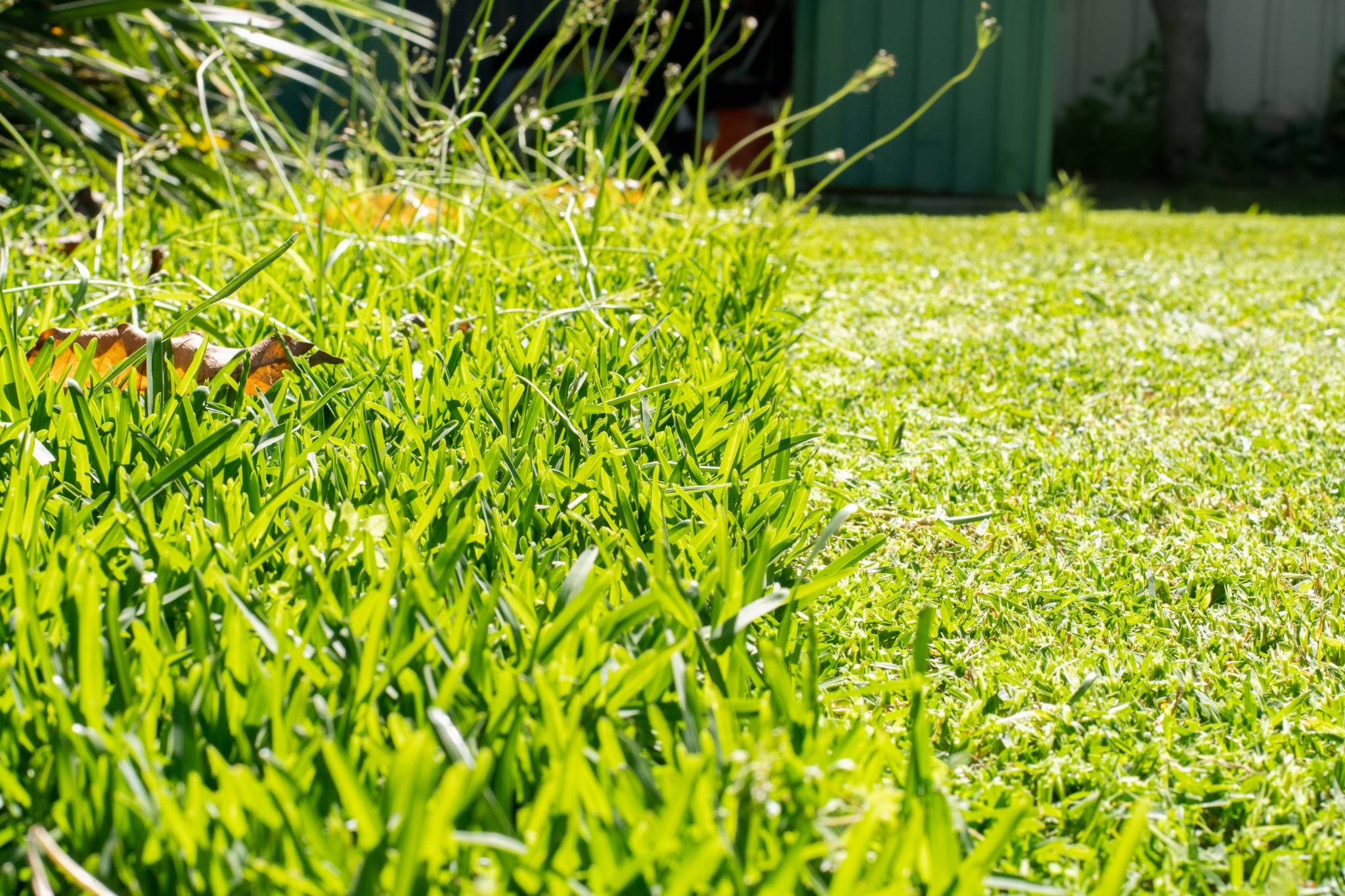 Freshly mowed lawn
