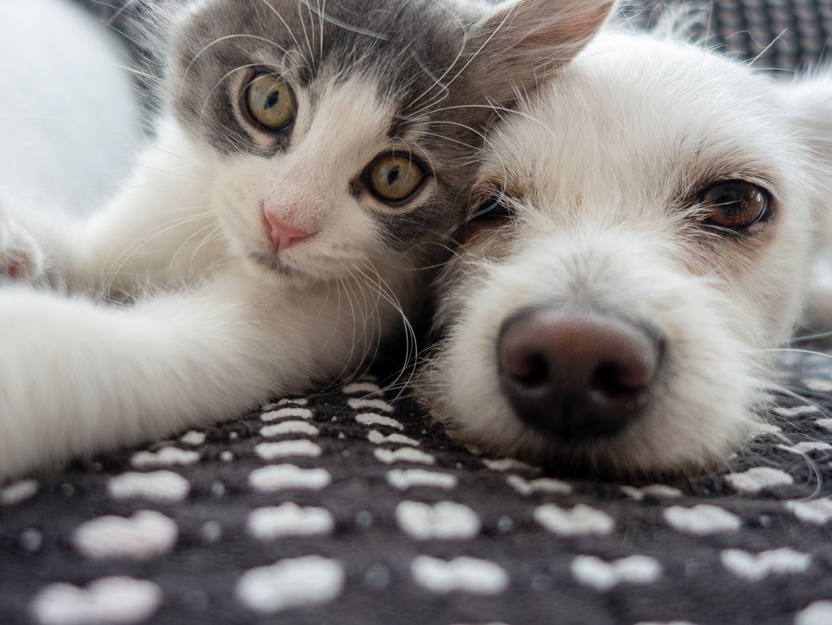 A cute pic of a cat and a dog together.